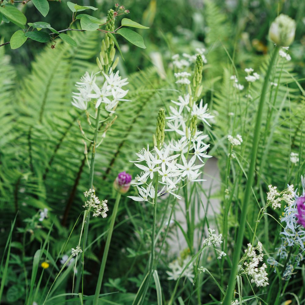 Camassia leichtlinii 'Sacajawea' (prairie lily, 3 bulbs) BIO