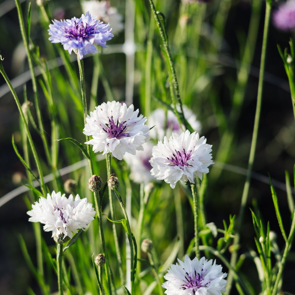 Centaurea cyanus 'Classic Magic' (cornflower)