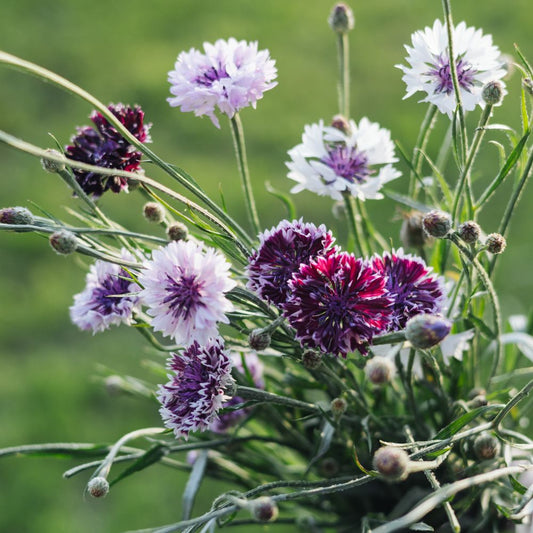 Centaurea cyanus 'Classic Magic' (cornflower)