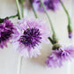 Centaurea cyanus 'Mauve Ball' (cornflower)