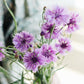 Centaurea cyanus 'Mauve Ball' (cornflower)