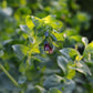 Cerinthe major 'Pride of Gibraltar' (wax flower)