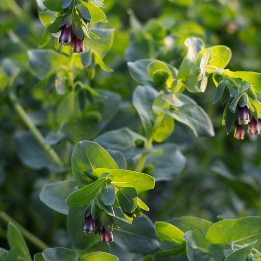 Cerinthe major 'Pride of Gibraltar' (wax flower)