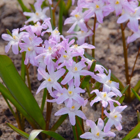 Chionodoxa forbesii 'Pink Giant' (snow flower, 10 bulbs) BIO