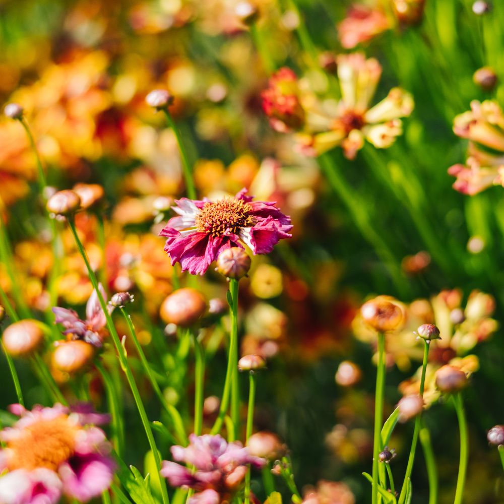 Coreopsis hybrida 'Incredible! Sea Shells Mix' (girl's eyes)