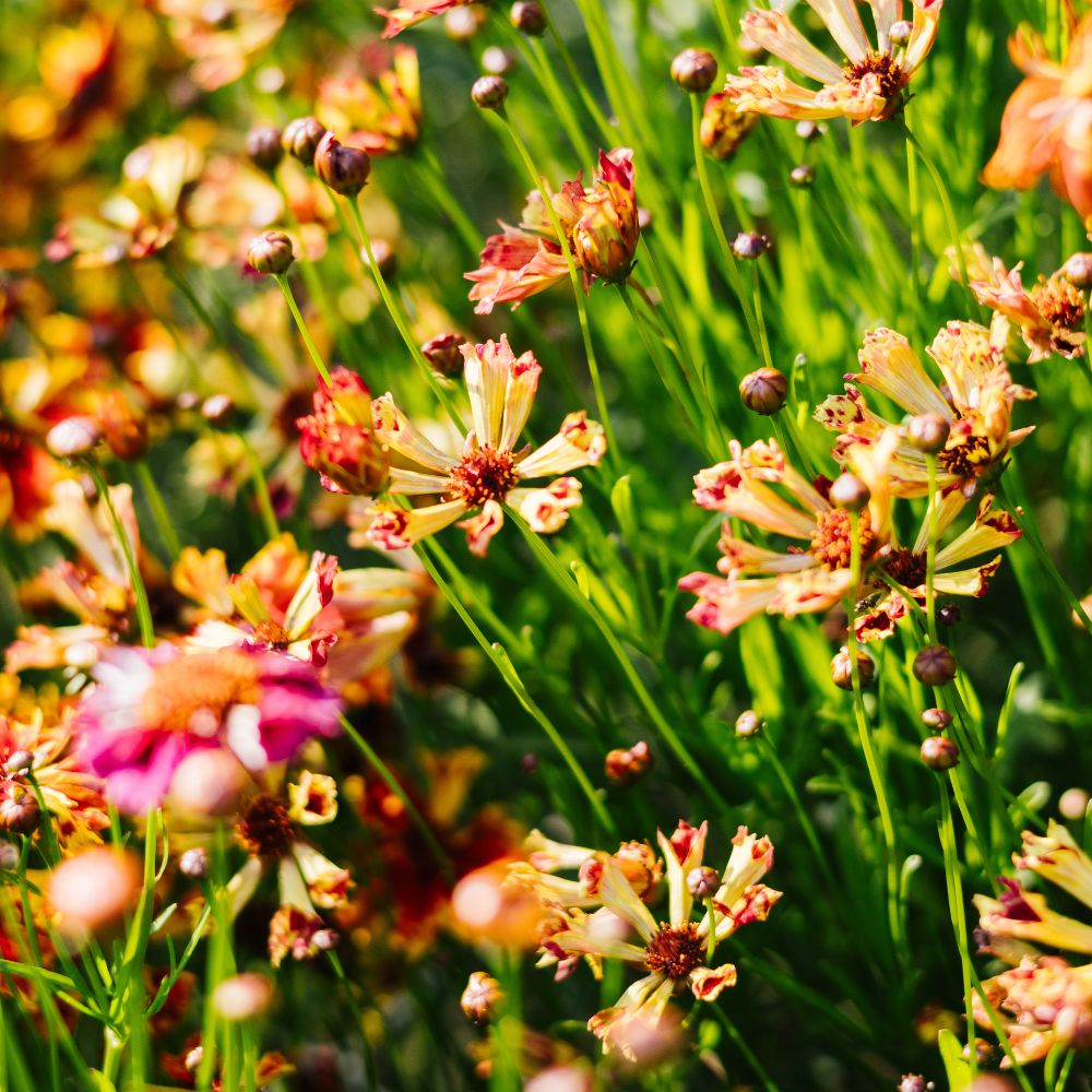 Coreopsis hybrida 'Incredible! Sea Shells Mix' (girl's eyes)