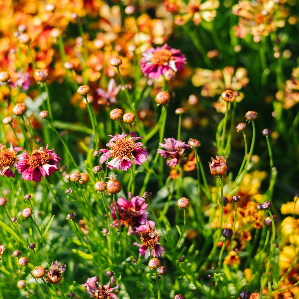 Coreopsis hybrida 'Incredible! Sea Shells Mix' (girl's eyes)