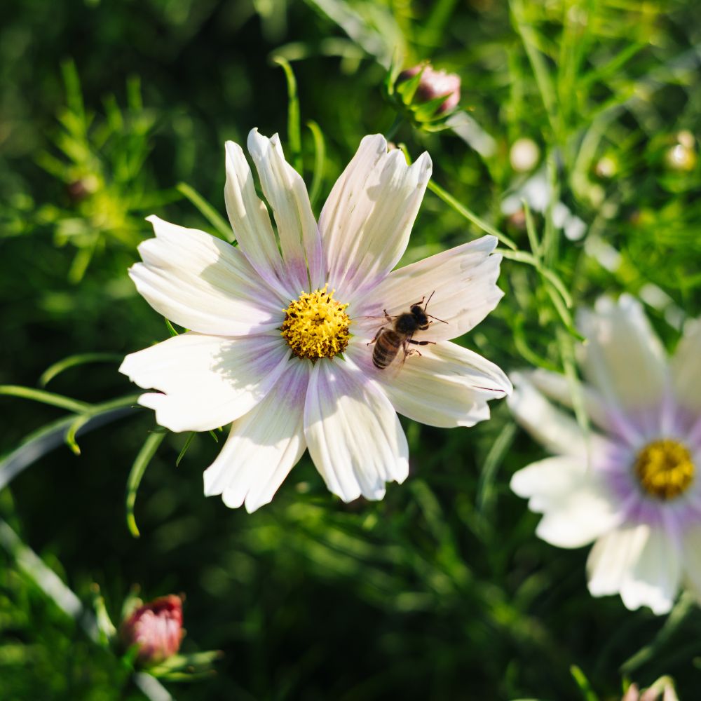 Cosmos bipinnatus 'Apricot Lemonade' (cosmea)