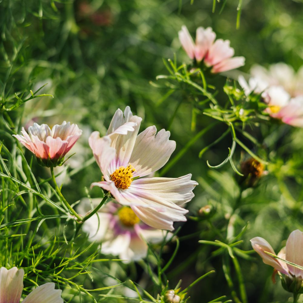 Cosmos bipinnatus 'Apricot Lemonade' (cosmea)