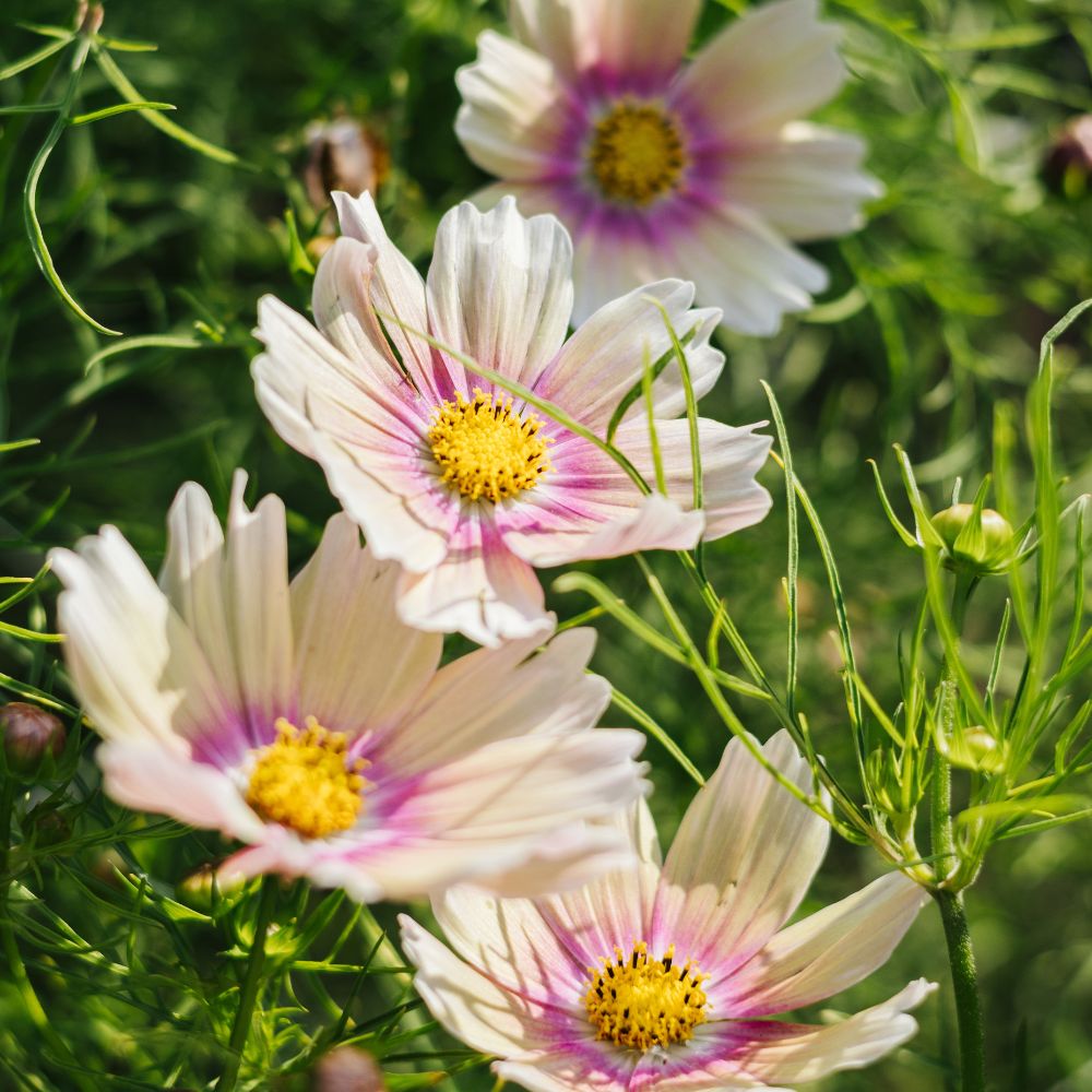 Cosmos bipinnatus 'Apricot Lemonade' (cosmea)