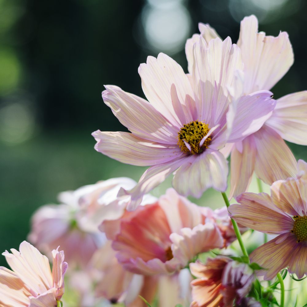 Cosmos bipinnatus 'Apricotta' (cosmea)