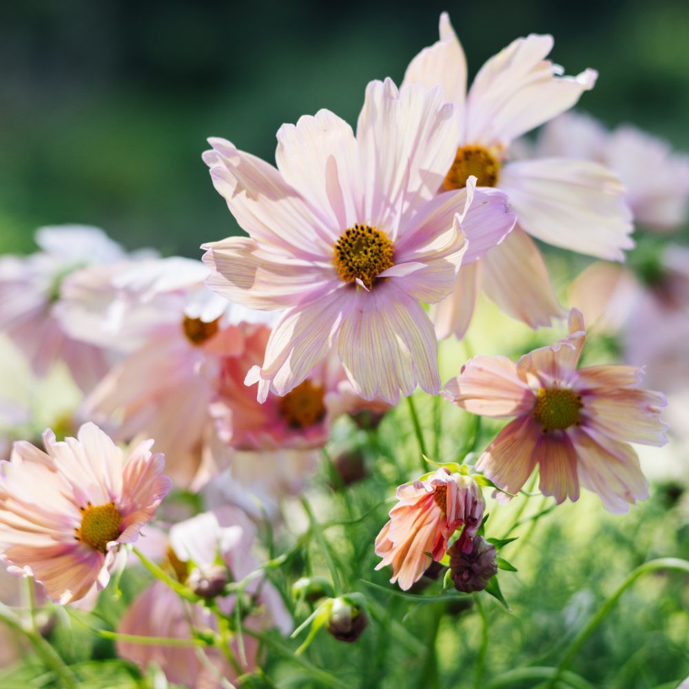 Cosmos bipinnatus 'Apricotta' (cosmea)