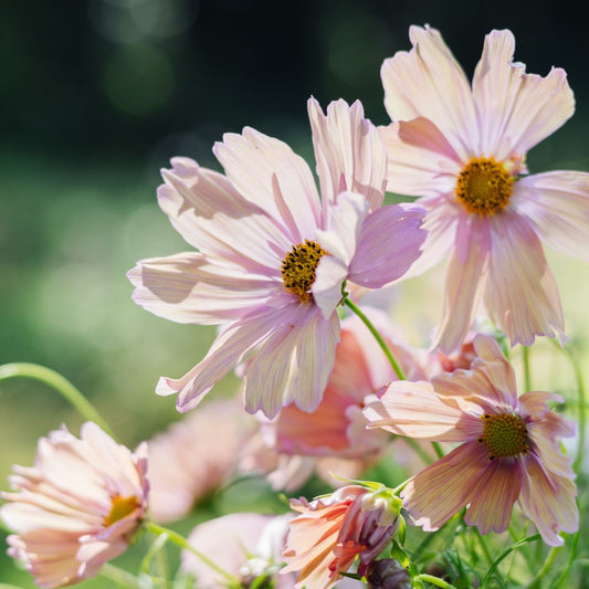 Cosmos bipinnatus 'Apricotta' (cosmea)