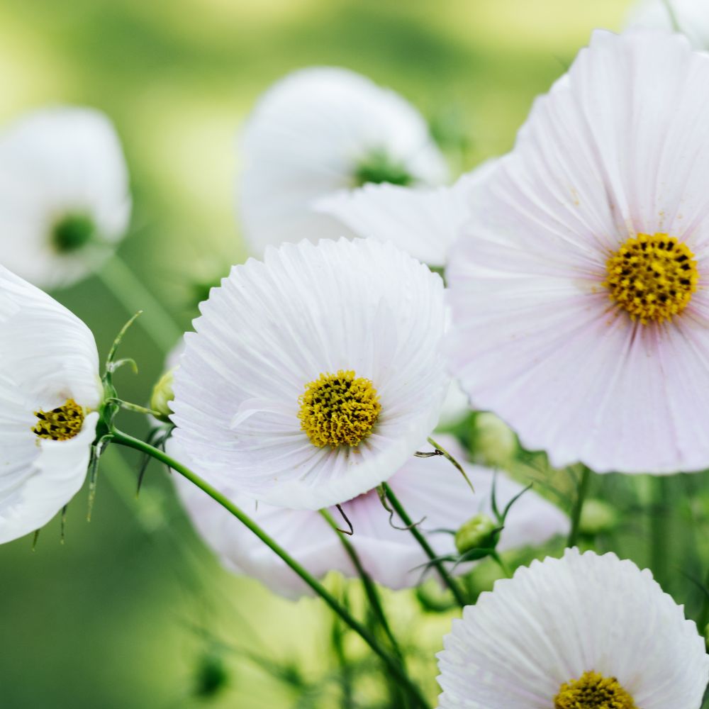 Cosmos bipinnatus 'Cupcakes Blush' (cosmea)