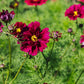 Cosmos bipinnatus 'Double Click Cranberries' (cosmea)