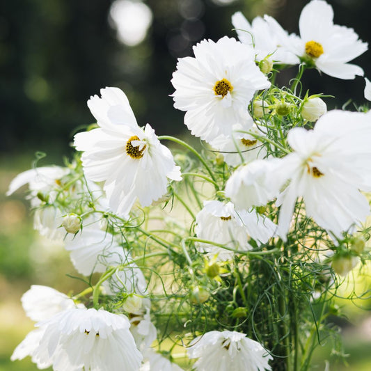 Cosmos bipinnatus 'Fizzy White' (cosmea)