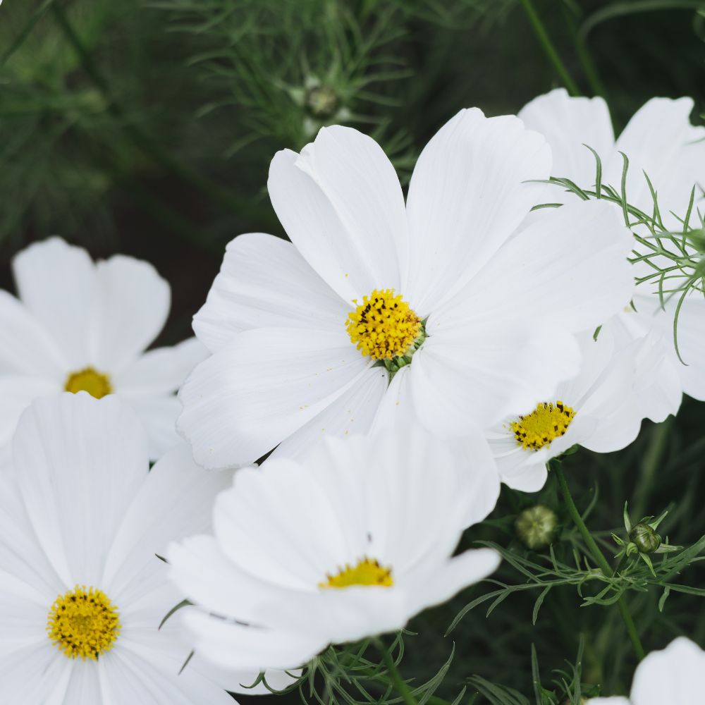 Cosmos bipinnatus 'Purity' (cosmea)