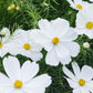 Cosmos bipinnatus 'Purity' (cosmea)