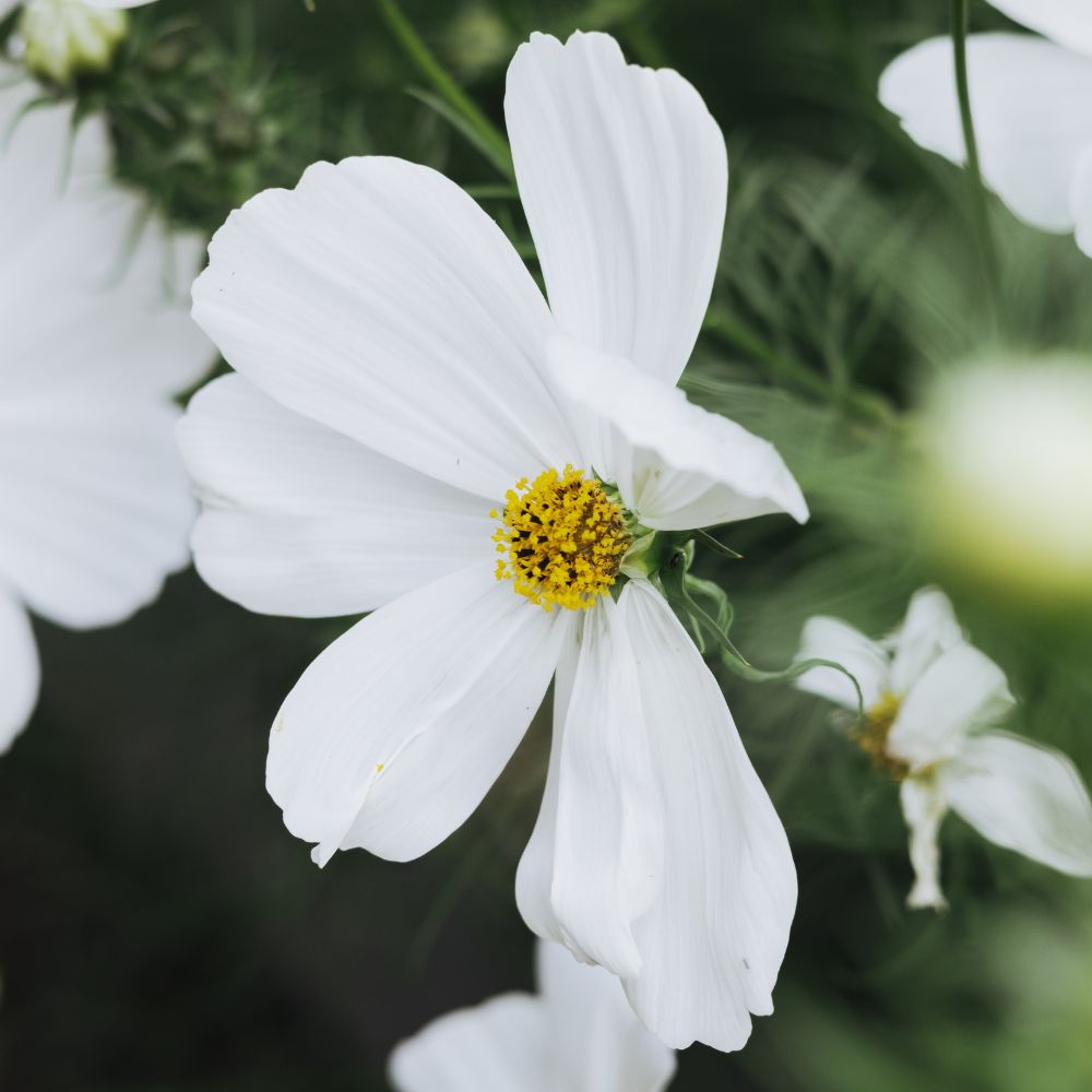 Cosmos bipinnatus 'Purity' (cosmea)