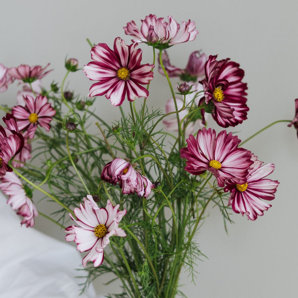 Cosmos bipinnatus 'Velouette' (cosmea)