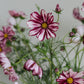 Cosmos bipinnatus 'Velouette' (cosmea)