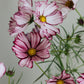 Cosmos bipinnatus 'Velouette' (cosmea)