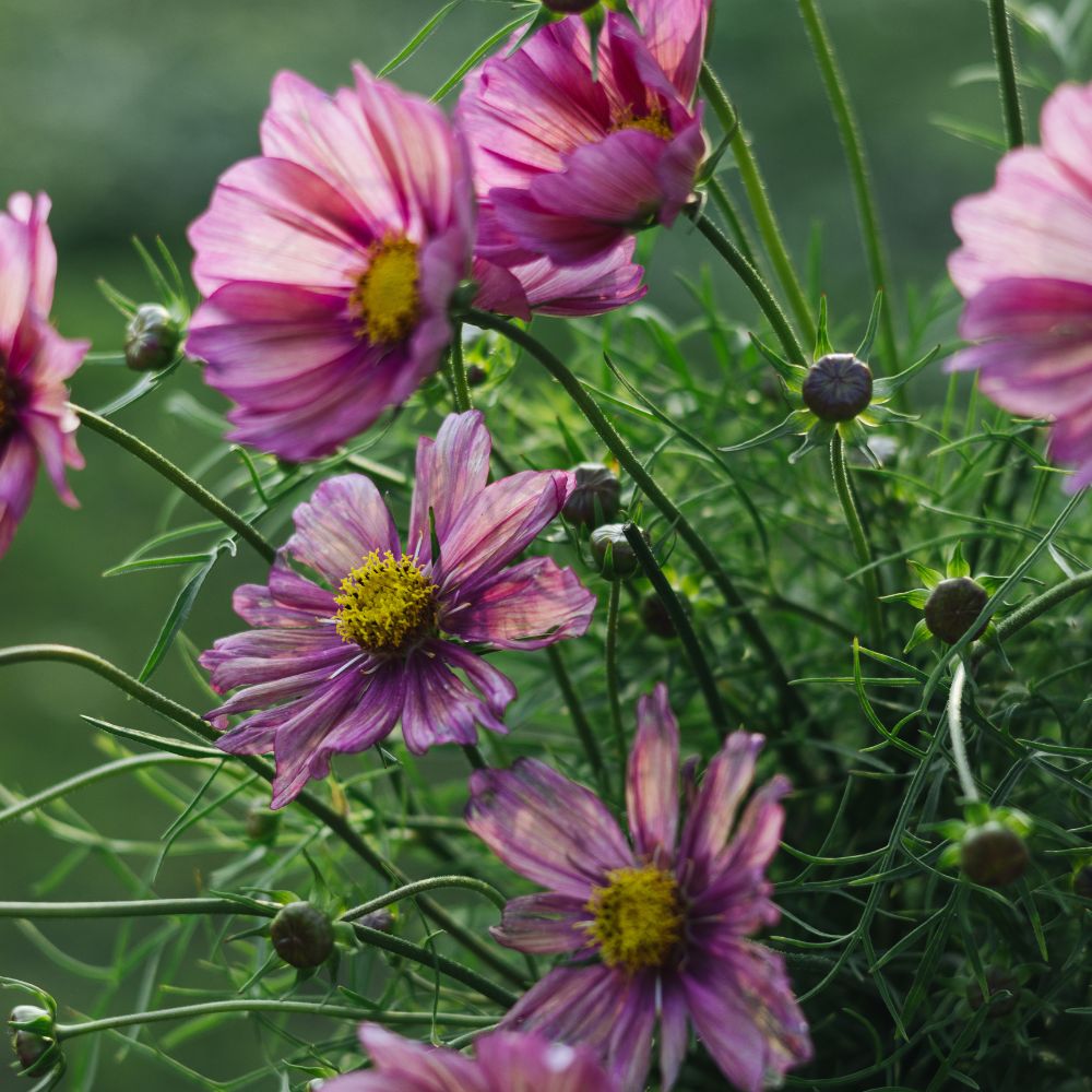 Cosmos bipinnatus 'Xsenia' (cosmea)