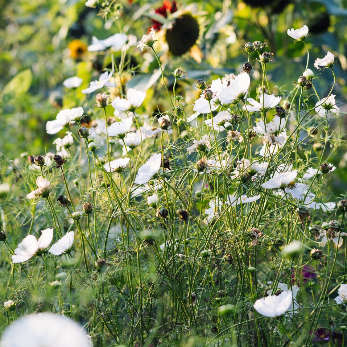 Cosmos bipinnatus 'Cupcakes White' (cosmea)