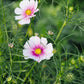 Cosmos bipinnatus 'Daydream' (cosmea)