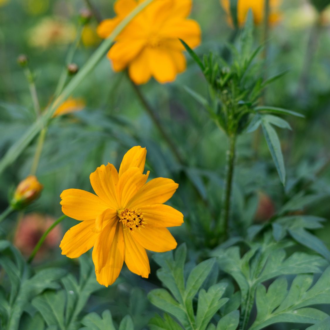 Cosmos sulphureus 'Bright Lights ' (cosmea)