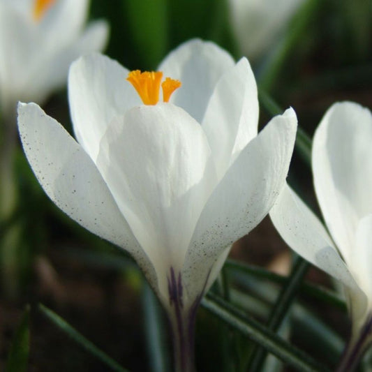 Crocus 'Joan of Arc' (crocus, 10 bulbs) BIO