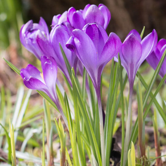 Crocus 'Barr's Purple' (crocus, 10 bulbs) BIO