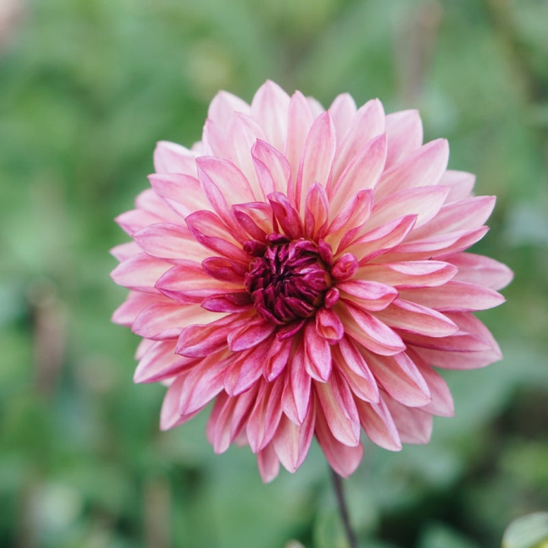 Dahlia 'Bacardi'