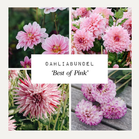 Dahlia bundle 'Best of Pink'