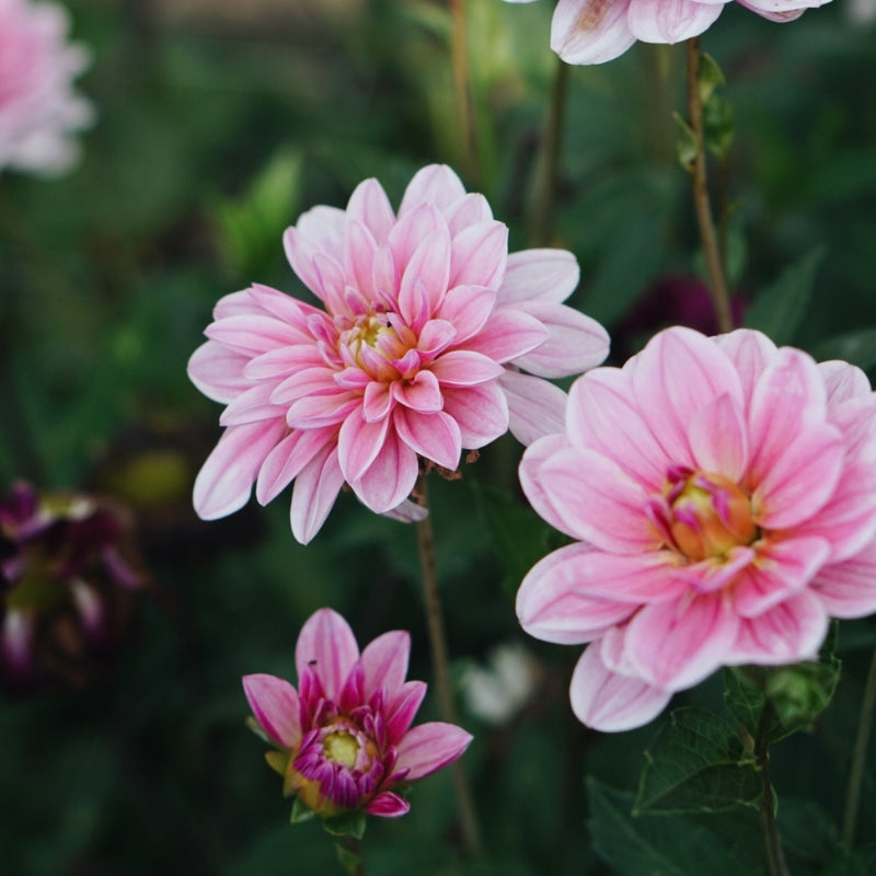 Dahlia bundle 'Pastel Tones'