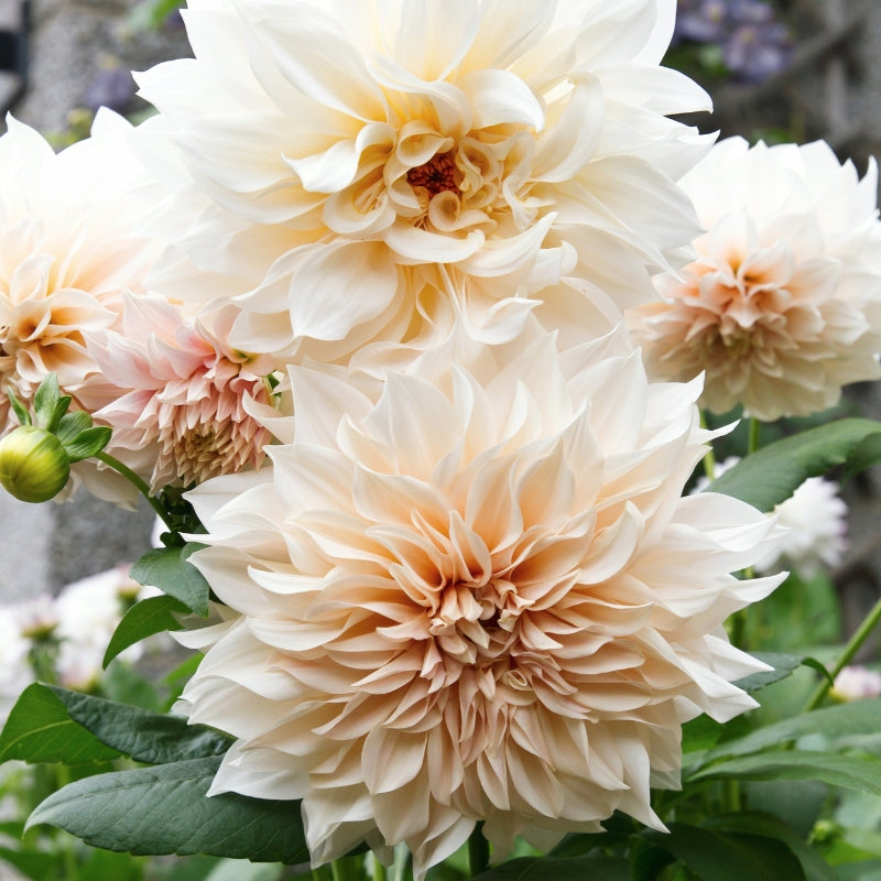 Dahlia 'Café au Lait'