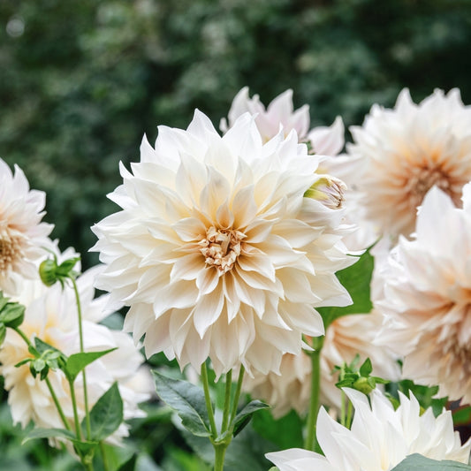 Dahlia 'Café au Lait'