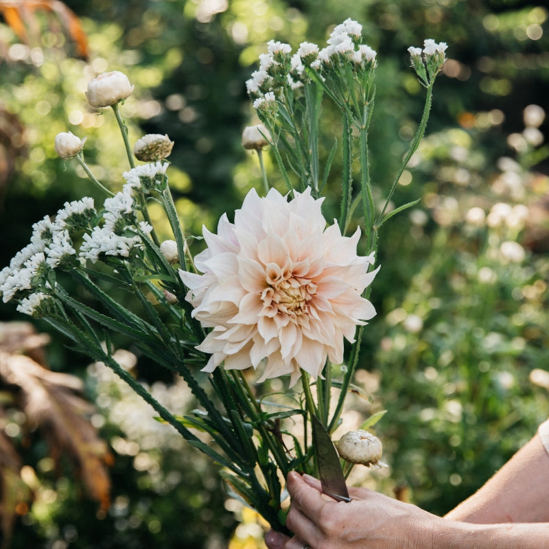 Dahlia 'Café au Lait'