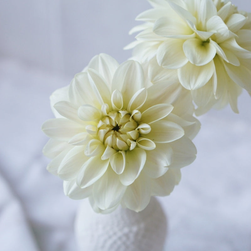 Dahlia 'Caramel Antique'