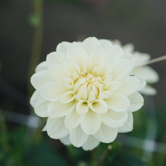 Dahlia 'Caramel Antique'