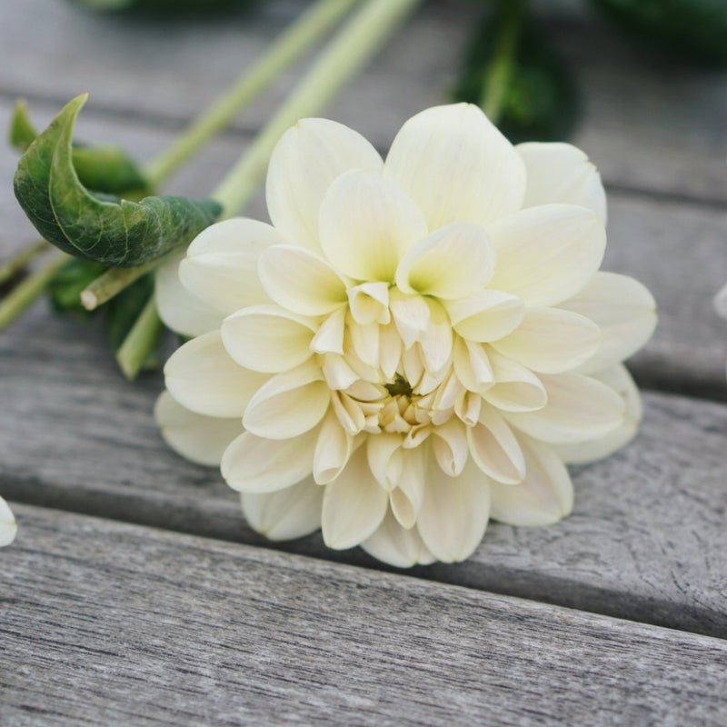 Dahlia 'Caramel Antique'