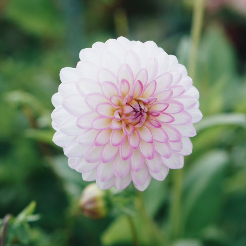 Dahlia 'Eveline'