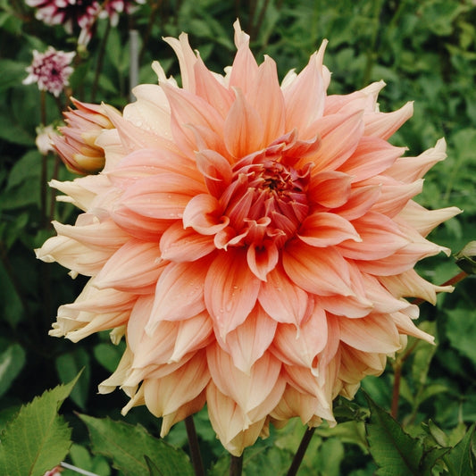 Dahlia 'Fairway Spur'