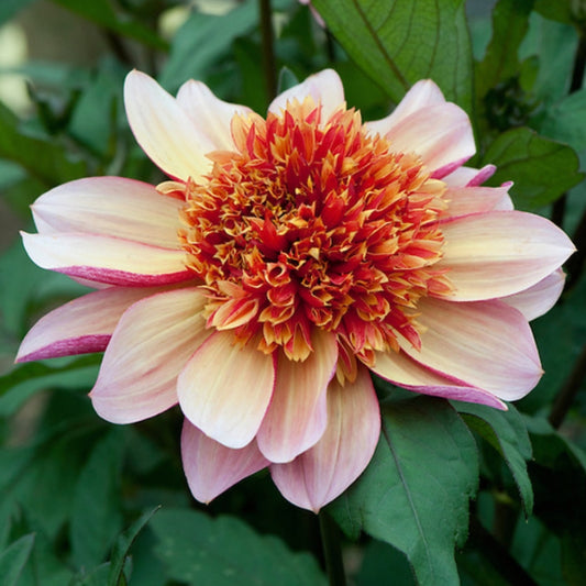 Dahlia 'Floorinoor'