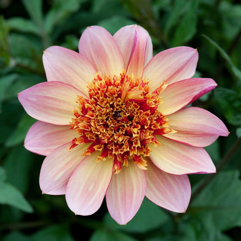 Dahlia 'Floorinoor'