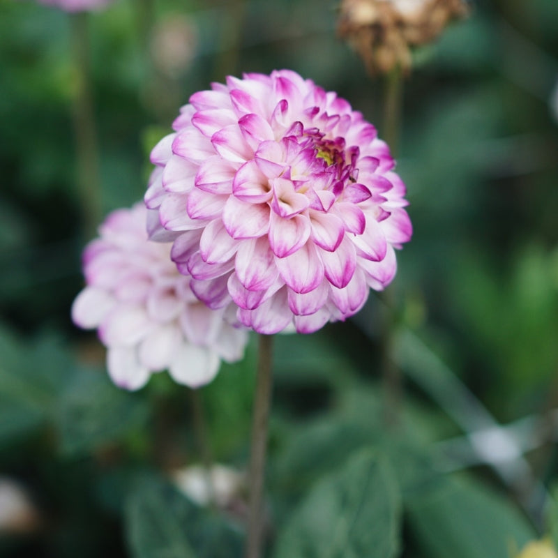 Dahlia 'Genova'