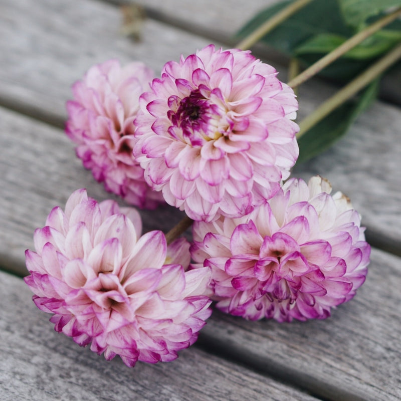 Dahlia Bundle Potting Mix 'Soft Pink'