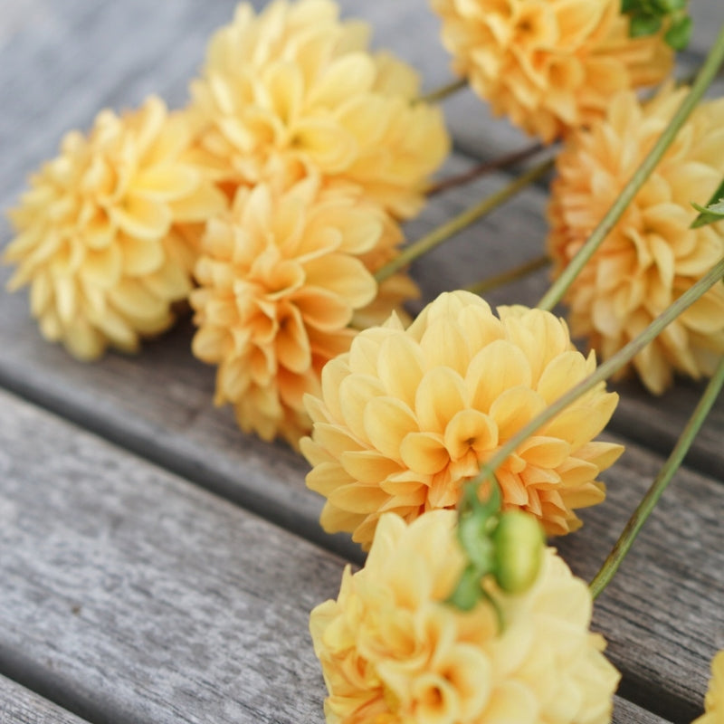 Dahlia 'Golden Scepter'