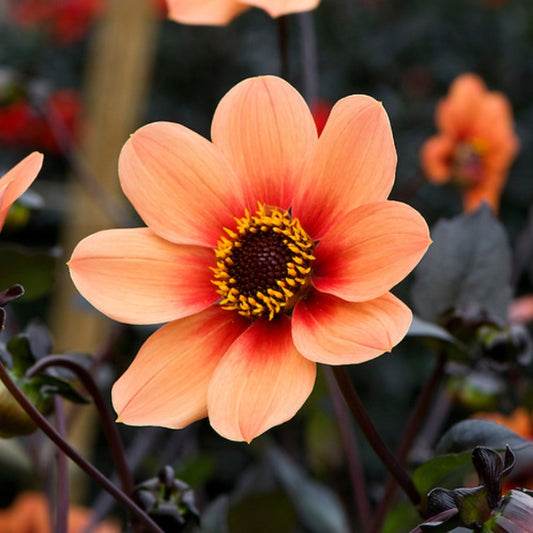 Dahlia 'Happy Single Date'