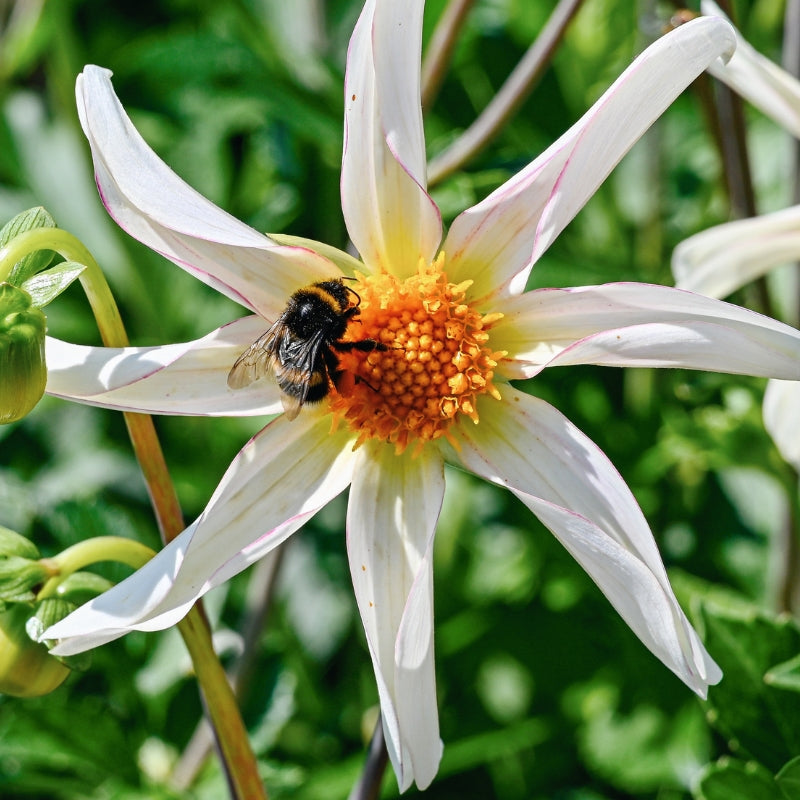 Dahlia 'Honka Fragile'